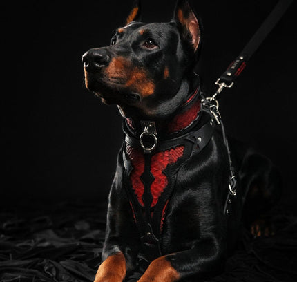 The ''Red Dragon'' harness-3