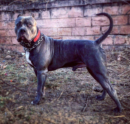 The "Reptile" collar-2