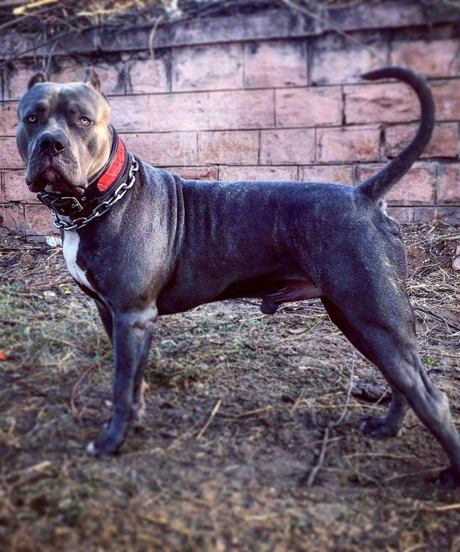 The "Reptile" collar-2