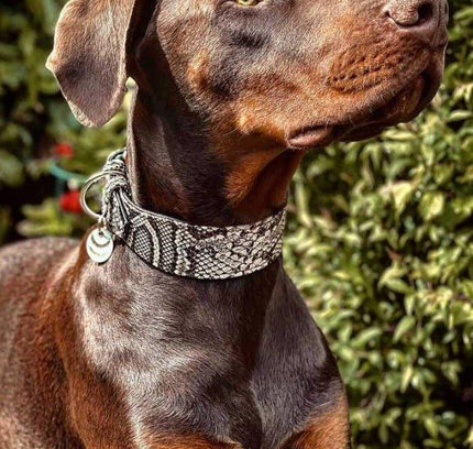 The ''Rock Python'' collar-3