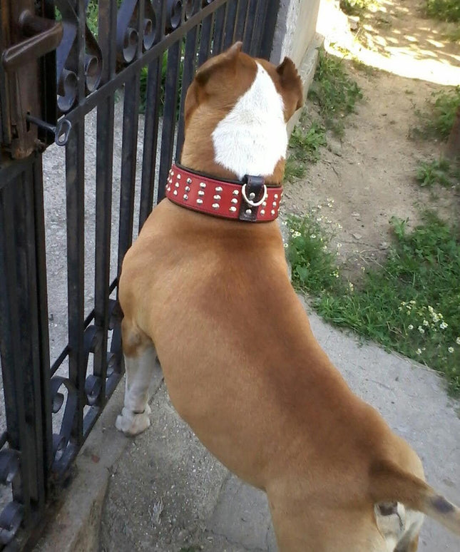 The "Star" Set- collar & leash-1