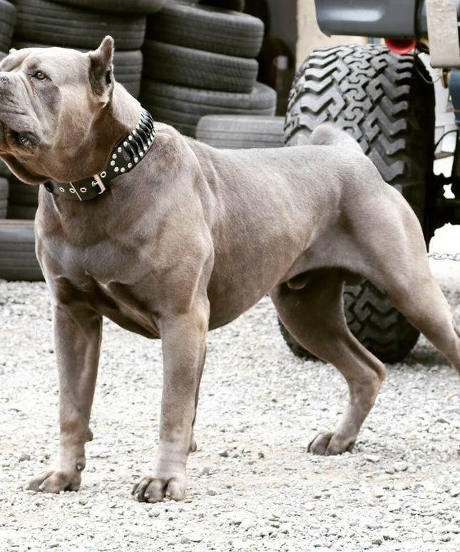 The ''Steampunk'' collar exclusive design-3