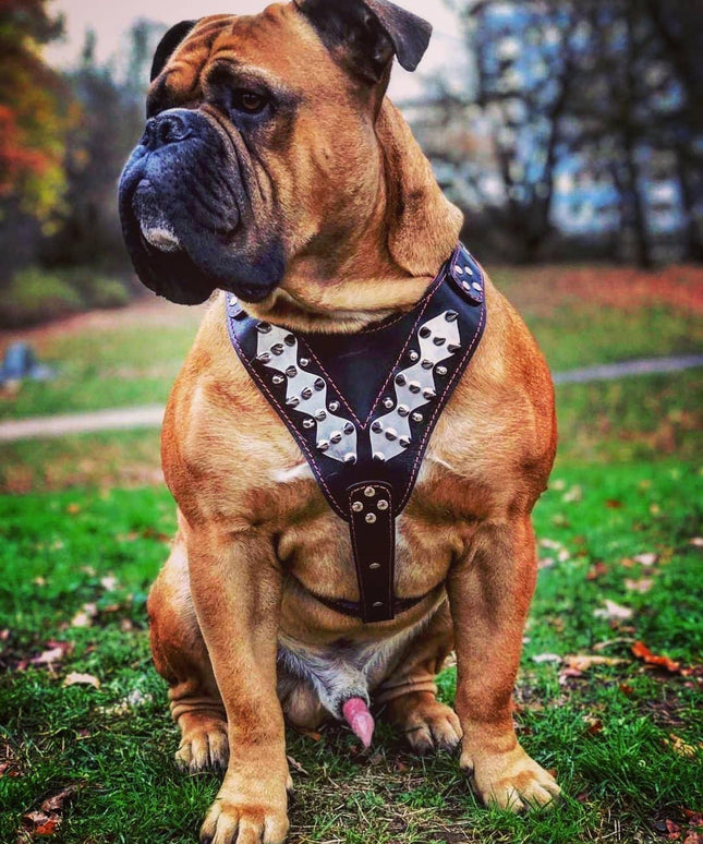 The "Steel" harness-2