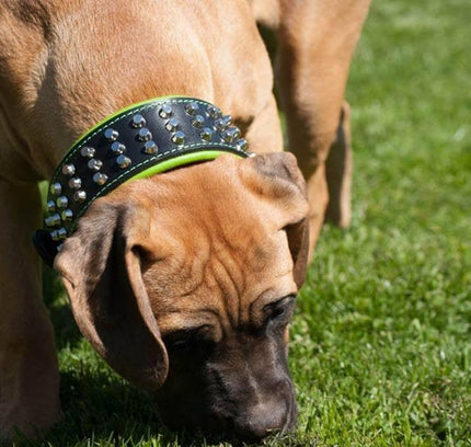 The "Stud" dog collar-2