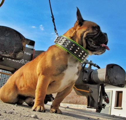 The "Stud" dog collar-3