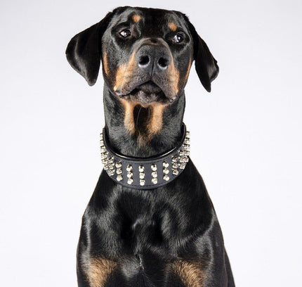 The "Stud" dog collar-1