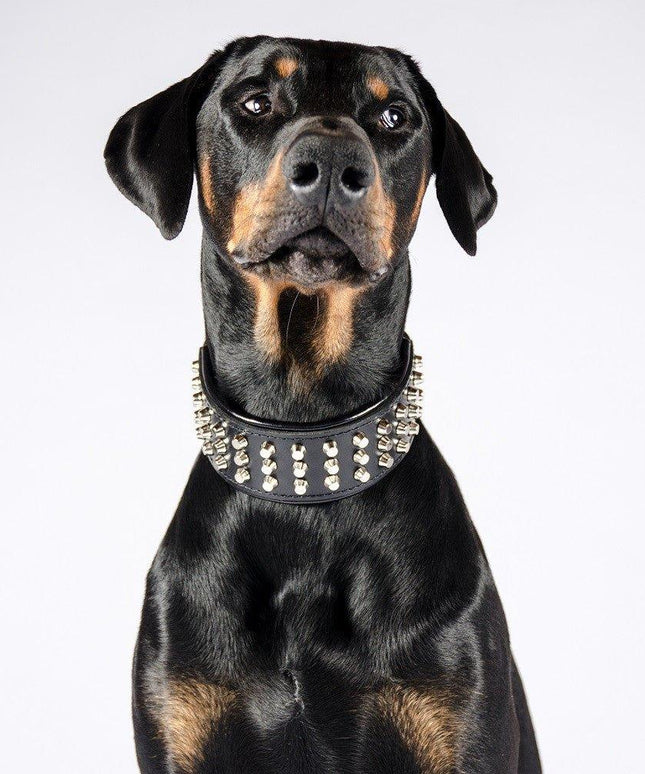 The "Stud" dog collar-1