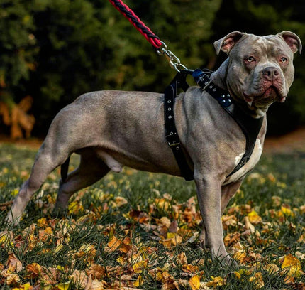 The ''Style'' harness Black