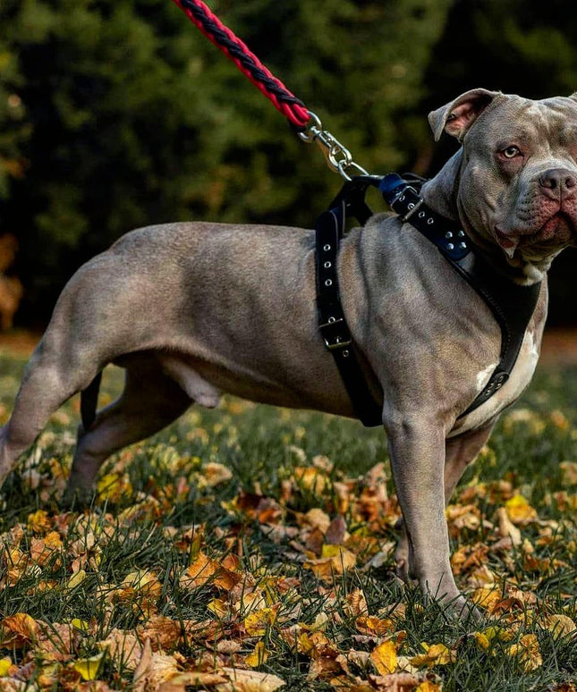 The ''Style'' harness Black