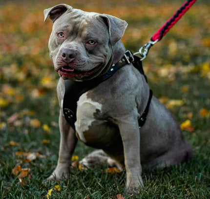 The ''Style'' harness Black