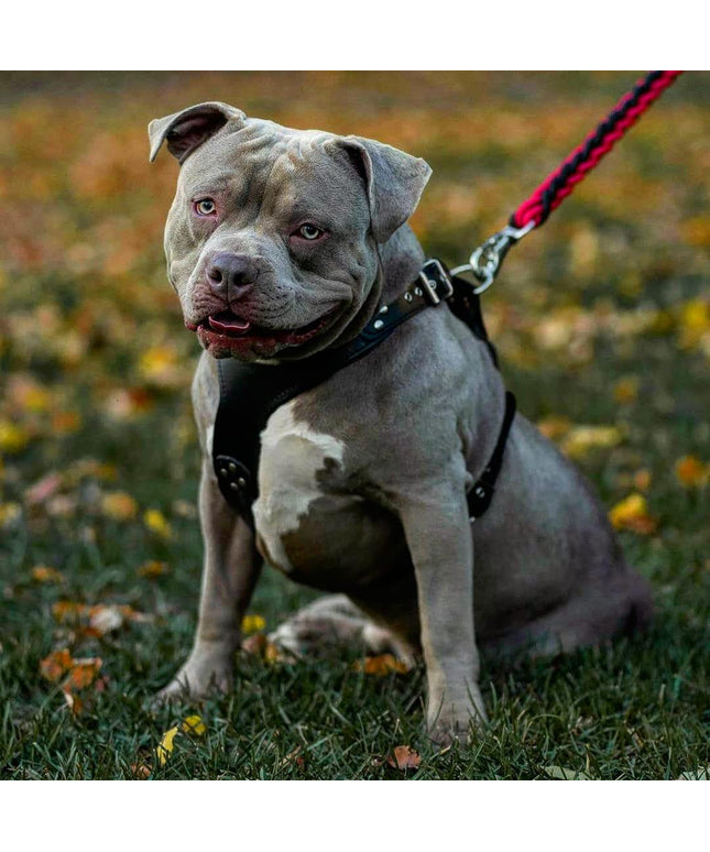 The ''Style'' harness Black