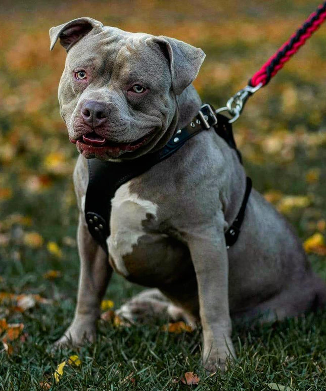 The ''Style'' harness Black-1