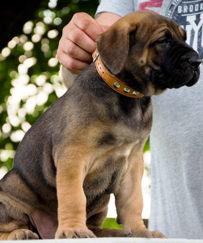 The "Superstar" puppy dog collar-2