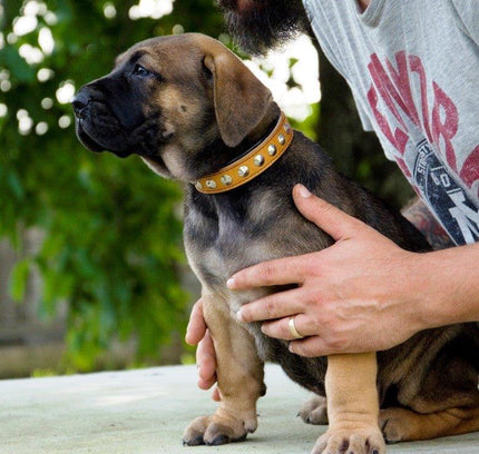 The "Superstar" puppy dog collar-3