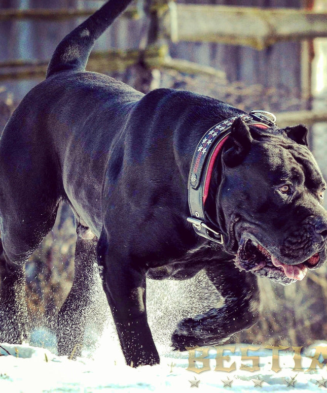 The unique "General" leather dog collar for big dogs-4