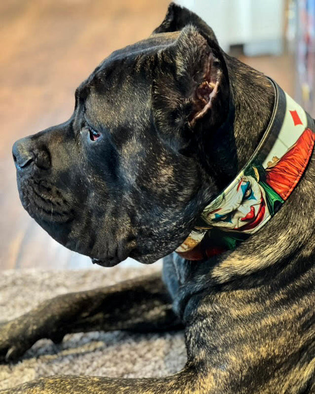 The JK Limited Collar-4