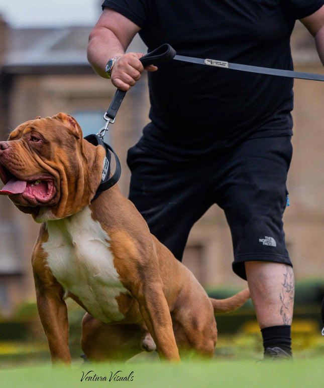 BESTIA DOG SPORT dual handle leash black-2