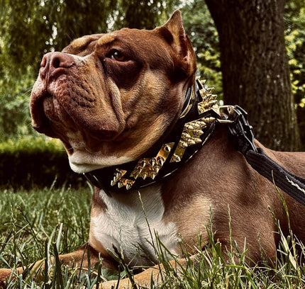 The ''Midas'' Collar Gold-3