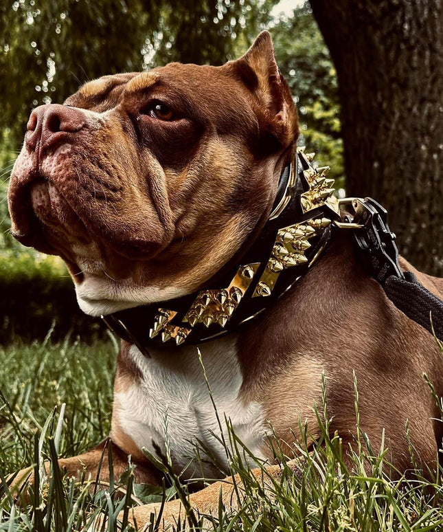 The ''Midas'' Collar Gold-3