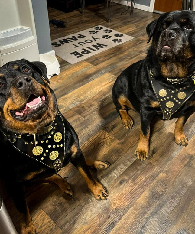 "Maximus Black" BIG dog SET- Harness - collar - lead. Brass rivets-1