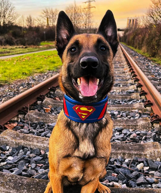 Superdog Collar-1