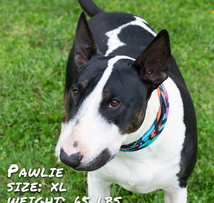 Zoomies Pup Scruff-0